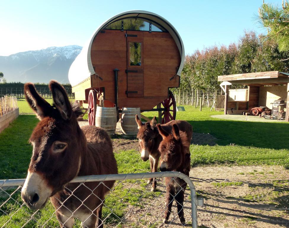 Wacky Stays - Unique Farm-Stay Glamping Rentals, Free Animal Feeding Tours Кайкура Екстериор снимка